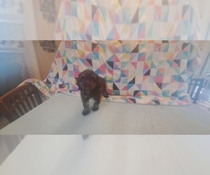 Cocker Spaniel Puppy for sale in WINDERMERE, FL, USA