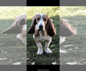 Father of the Bagle Hound-Basset Hound Mix puppies born on 06/24/2023