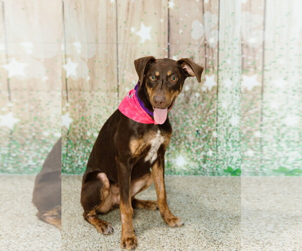 Medium Photo #6 Doberman Pinscher-Unknown Mix Puppy For Sale in Minneaoplis, MN, USA