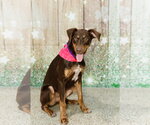 Small #5 Doberman Pinscher Mix