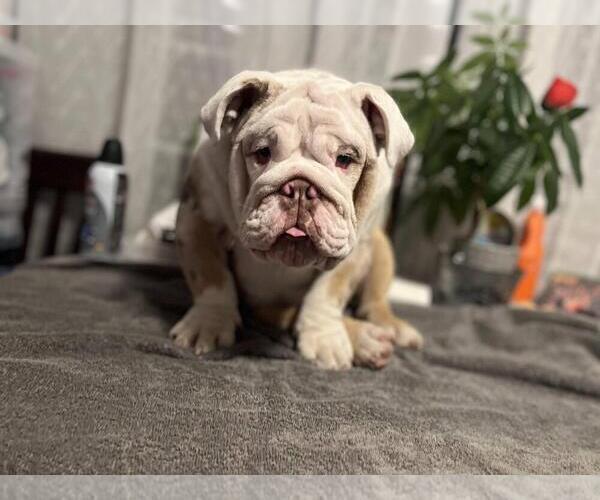 Medium Photo #6 English Bulldog Puppy For Sale in SANTA ANA, CA, USA