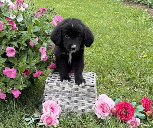Medium Photo #2 Bernese Mountain Dog Puppy For Sale in THORP, WI, USA