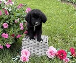 Small #1 Bernese Mountain Dog
