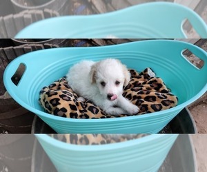 Maltipoo Puppy for sale in MODESTO, CA, USA