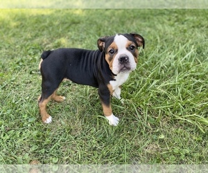 English Bulldog Puppy for sale in BEECH GROVE, IN, USA