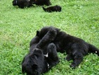 Small Photo #1 Newfoundland Puppy For Sale in CLINTON, NY, USA