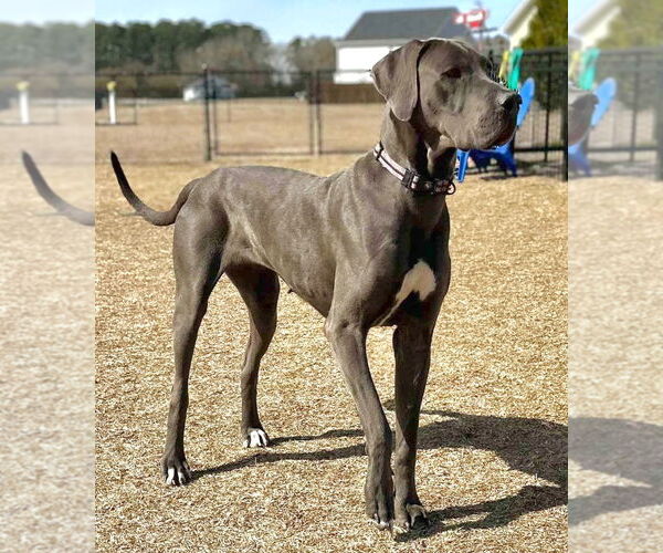 Medium Photo #1 Great Dane Puppy For Sale in Bullard, TX, USA