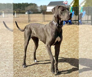 Great Dane Dogs for adoption in Bullard, TX, USA