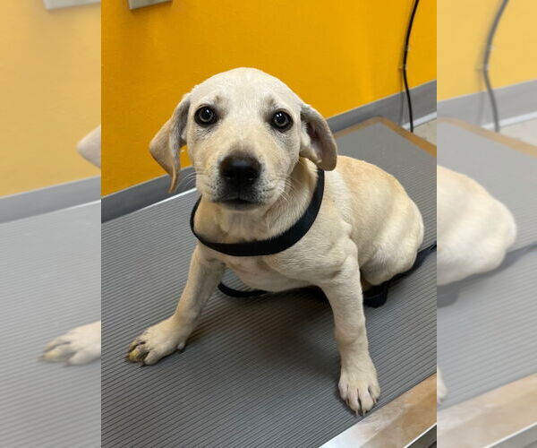 Medium Photo #4 Labrador Retriever Puppy For Sale in Bryant, AR, USA