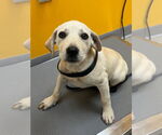 Small #3 Labrador Retriever