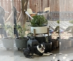Small Photo #1 Boston Terrier Puppy For Sale in CARMICHAEL, CA, USA