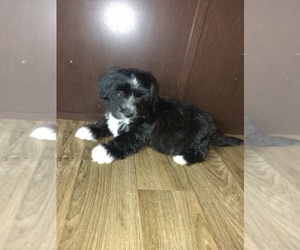 Morkie Puppy for sale in LAPEER, MI, USA