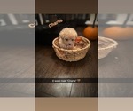 Small #1 Poodle (Toy)