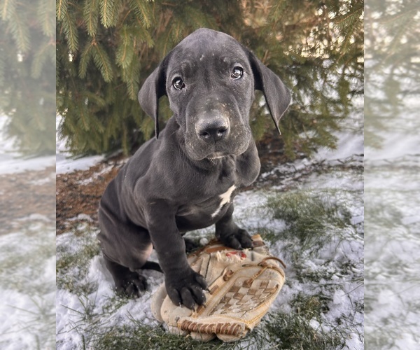 Medium Photo #3 Great Dane Puppy For Sale in MIDDLEBURY, IN, USA