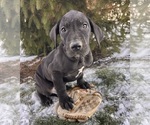 Small #2 Great Dane