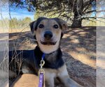 Small Photo #139 German Shepherd Dog-Unknown Mix Puppy For Sale in Kanab, UT, USA