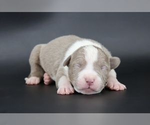 American Bully Puppy for sale in CHAMPAIGN, IL, USA