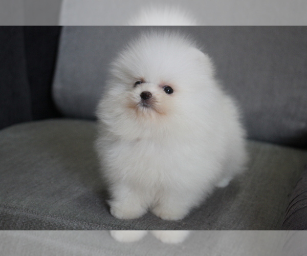 Medium Photo #7 Pomeranian Puppy For Sale in LOS ANGELES, CA, USA