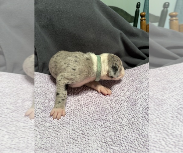 Medium Photo #3 Great Dane Puppy For Sale in RANSOMVILLE, NY, USA