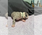 Small #2 Great Dane