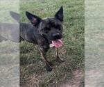 Small #1 Plott Hound Mix