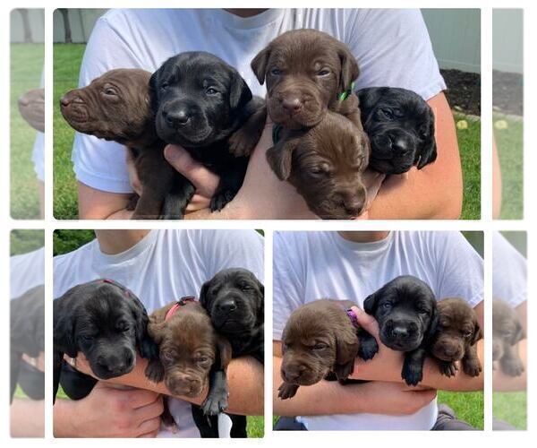 View Ad German Shorthaired Lab Litter of Puppies for Sale near Idaho