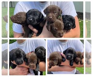 German Shorthaired Lab Puppy for sale in POST FALLS, ID, USA