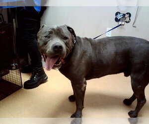 Mutt Dogs for adoption in Martinez, CA, USA