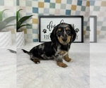 Small #5 Dachshund
