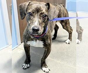 Mutt Dogs for adoption in Houston, TX, USA
