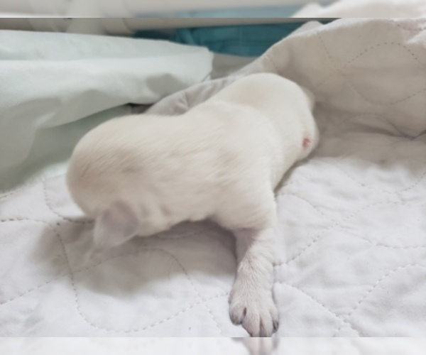Medium Photo #62 Labrador Retriever Puppy For Sale in NEW LENOX, IL, USA
