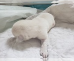 Small Photo #62 Labrador Retriever Puppy For Sale in NEW LENOX, IL, USA