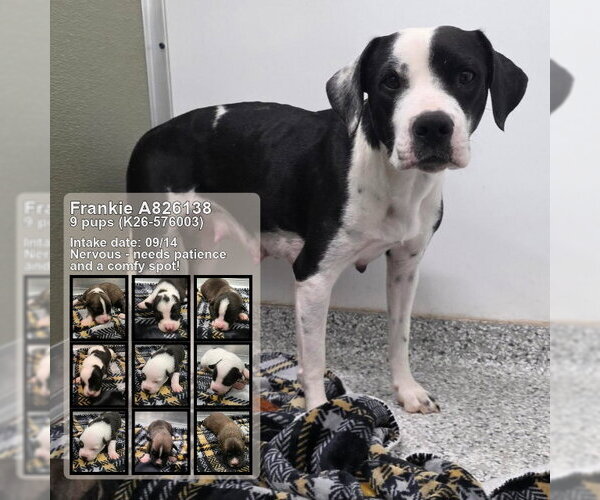 Medium Photo #2 American Staffordshire Terrier-Unknown Mix Puppy For Sale in San Antonio, TX, USA