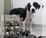Small Photo #2 American Staffordshire Terrier-Unknown Mix Puppy For Sale in San Antonio, TX, USA