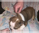 Small Photo #11 Bulldog Puppy For Sale in FLINT, MI, USA
