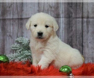 English Cream Golden Retriever Puppy for sale in FREDERICKSBG, OH, USA