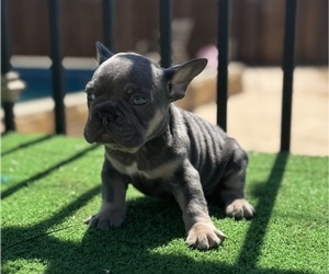French Bulldog Puppy for sale in LANCASTER, CA, USA