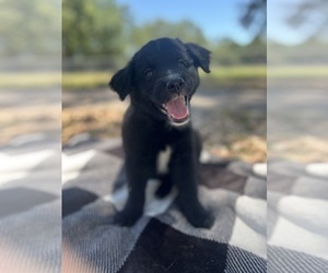 Australian Retriever Puppy for sale in LARGO, FL, USA