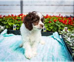 Small Photo #12 Cockapoo Puppy For Sale in WAKARUSA, IN, USA