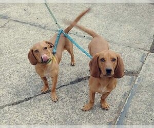 Basset Hound-Unknown Mix Dogs for adoption in Harrison, AR, USA
