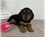 Small #1 Dachshund