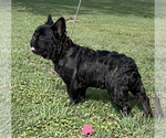 Small Photo #4 French Bulldog Puppy For Sale in CALDWELL, TX, USA