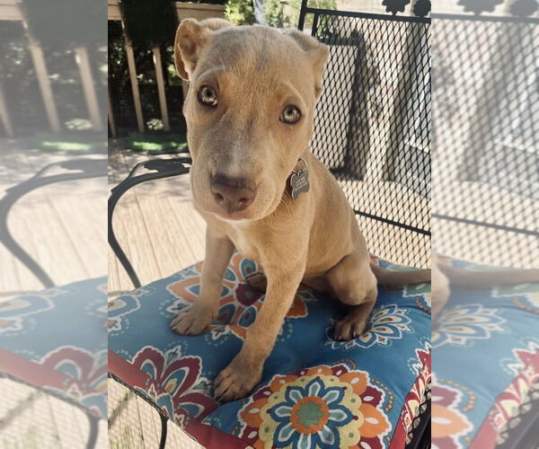 Medium Photo #4 Labrador Retriever-Unknown Mix Puppy For Sale in Boston, MA, USA