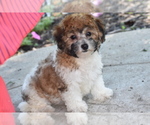 Small #4 Bichpoo