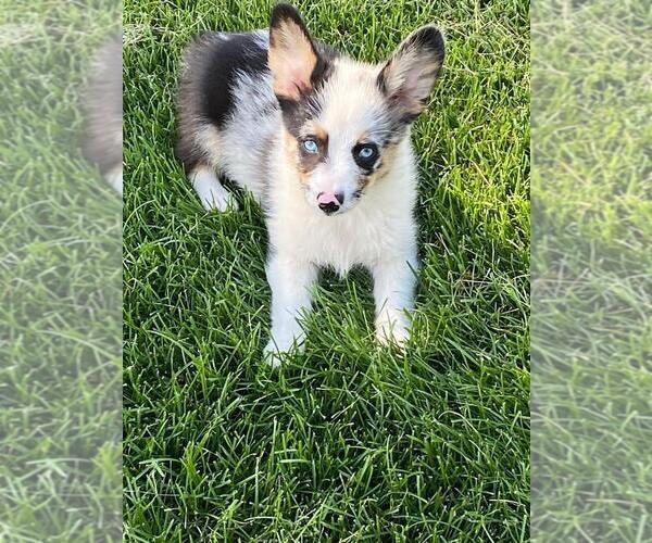 Medium Photo #1 Aussie-Corgi Puppy For Sale in BRIGGSDALE, CO, USA