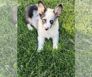 Aussie-Corgi Puppy for sale in BRIGGSDALE, CO, USA