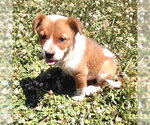Small #2 Mutt