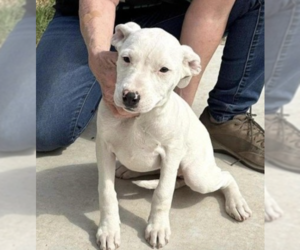 American Pit Bull Terrier-Unknown Mix Dogs for adoption in Coralville, IA, USA