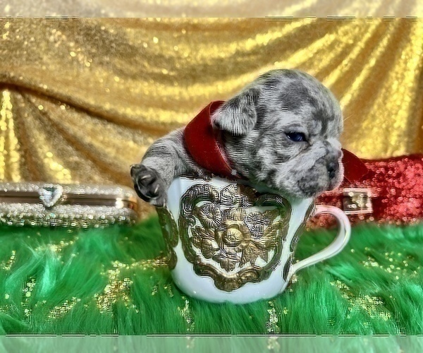 Medium Photo #56 French Bulldog Puppy For Sale in HAYWARD, CA, USA