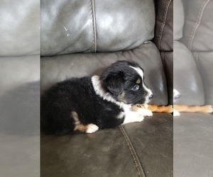 Australian Shepherd Puppy for sale in WILLIAMSBURG, CO, USA